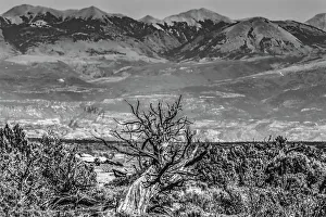 Images Dated 20th October 2022: Black and white old wood branch, Abajo Mountains, Canyonlands National Park, Moab, Utah