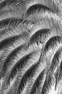 Quito Prints: Black and White Pattern in branches of palm tree, Quito, Ecuador
