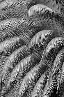 Quito Prints: Black and White Pattern in branches of palm tree, Quito, Ecuador