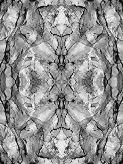 Abstract Prints: Black and white of quiver tree bark abstract