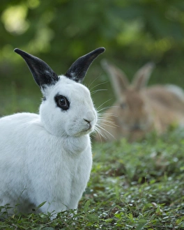 Fauna Prints: Black and White Rex Rabbit with doe in background, Oryctolagus cuniculus