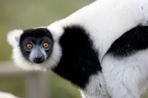 Black and White Ruffed lemur at Vakona Forest Lodge in Andasibe Madagascar