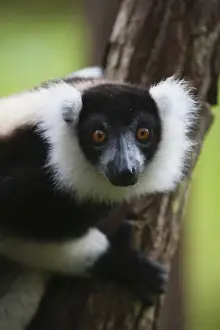 Black and white ruffed lemur (Varecia variegata) in the forest, Perinet Reserve, Toamasina
