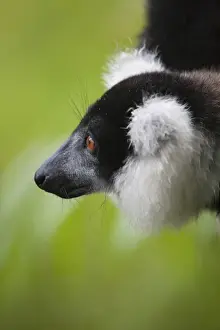 Black and white ruffed lemur (Varecia variegata) in the forest, Perinet Reserve, Toamasina