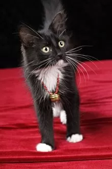 Images Dated 3rd December 2005: Black & white short-haired kitten, 2 1 / 2 months old
