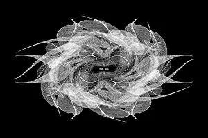 Prints of Black and white skeleton leaves arranged on black background Images Dated 2022 June: Black and white skeleton leaves arranged on black background