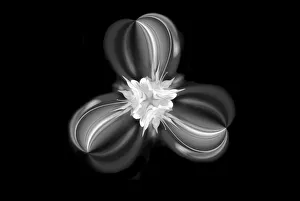 Columbine Prints: Black and white View Columbine flower, Colorado