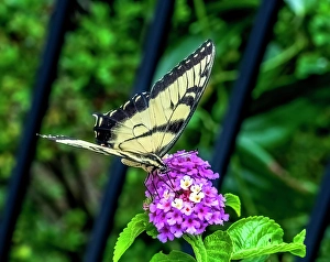 Pretty Prints: Black and white zebra swallowtail butterfly on colorful flower