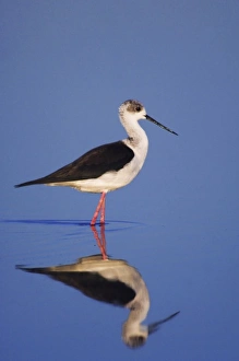 Neusiedler See Prints: Black-winged Stilt, Himantopus himantopus, adult, National Park Lake Neusiedl, Burgenland
