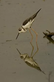Images Dated 20th October 2006: Black-winged stilt in non-breeding plumage (Himantopus himantopus). Bharatpur National