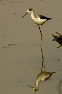 Black-winged stilt in non-breeding plumage (Himantopus himantopus). Bharatpur National