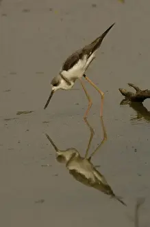 Black-winged stilt in non-breeding plumage (Himantopus himantopus). Bharatpur National