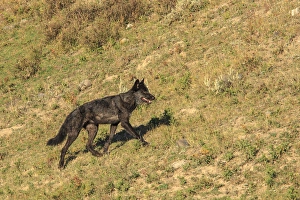 Black wolf from Mollies pack in Lamar Valley. Yellowstone National Park. Wyoming Black wolf from Mollies pack in Lamar Valley. Yellowstone National Park. Wyoming