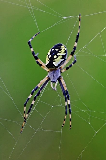 Spider Prints: Black and Yellow Argiope spider in web, Rockport, Maine Argiope aurantia
