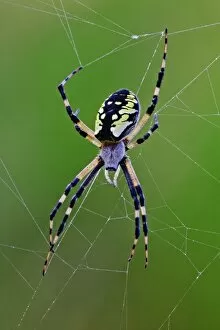 Images Dated 17th August 2005: Black and Yellow Argiope spider in web, Rockport, Maine Argiope aurantia