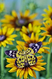 Images Dated 21st March 2019: Black and yellow day flying moth on hirta daisies