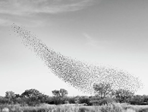 Blackbird Prints: Blackbird murmuration, Bosque del Apache National Wildlife Refuge, New Mexico