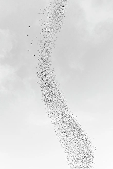 Blackbird Prints: Blackbird murmuration, Bosque del Apache National Wildlife Refuge, New Mexico