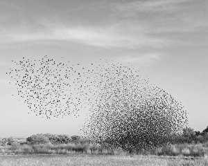 Blackbird Prints: Blackbird murmuration, Bosque del Apache National Wildlife Refuge, New Mexico