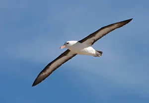 Clear Sky Prints: Black=browed Albatross Falkland Islands