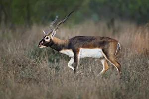 Blackbuck (Antelope cervicapra) exotic animal in Texas habitat