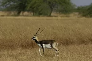 Blackbuck - male (Antelope cervicapra). Velavadar National Park. Gujarat. SW