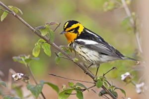 Blackburnian Warbler (Dendroica fusca) adult male foraging for insects in lantana garden
