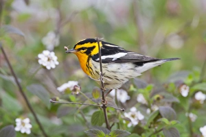 Blackburnian Warbler (Dendroica fusca) adult male foraging for insects in lantana garden