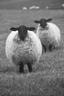 Lamb Prints: Blackface ewe, Northumberland, England, UK