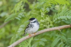 Blackpol Warbler (Dendroica striata) male foraging for insects, Texas coast