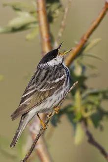 Sub Arctic Prints: Blackpoll Warbler