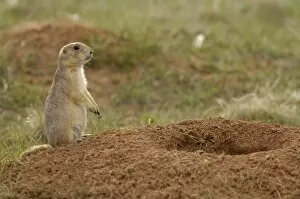Blacktail Prairie Dogs (Cynomys ludovicianus) Devils Tower National Monument