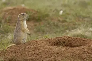 Gregarious Prints: Blacktail Prairie Dogs (Cynomys ludovicianus) Devils Tower National Monument