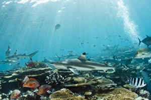 Images Dated 18th April 2014: Blacktip Reef Shark (Carcharhinus melanopterus)