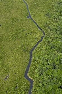 Biology Prints: Blackwater swamp, Yasuni National Park, Amazon Rainforest, ECUADOR. South America