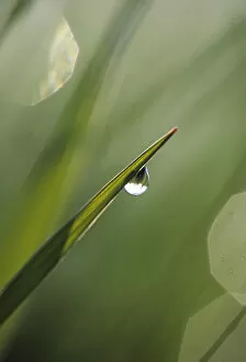 Images Dated 9th May 2007: Blade of Grass with Dewdrop. Credit as: Nancy Rotenberg / Jaynes Gallery / DanitaDelimont