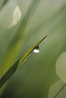 Drop Prints: Blade of Grass with Dewdrop. Credit as: Nancy Rotenberg / Jaynes Gallery / DanitaDelimont