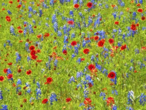 Images Dated 3rd April 2017: Blanket flowers and bluebonnets. Texas Hill Country, north of Buchanan Dam