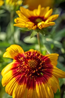 Images Dated 22nd January 2021: Blanketflower