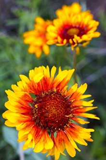 Images Dated 11th July 2014: Blanketflower aka brown eyed susans in Glacier National Park, Montana, USA