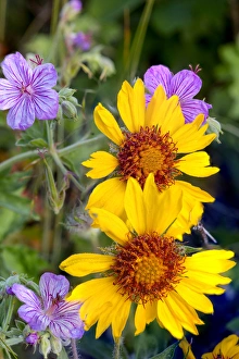 Images Dated 14th July 2014: Blanketflower aka brown eyed susans and stick geraniums in Glacier National Park