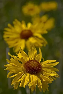Images Dated 20th July 2006: Blanketflower, Gaillardia Aristata, Asteraceae, Sunflower. Receding row of blanketflowers