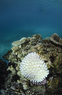 Images Dated 10th April 2014: Bleached Coral, Fiji. South Pacific