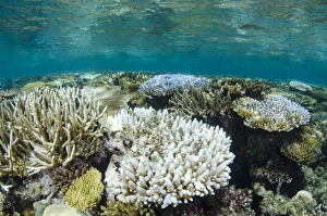 Bleached Coral, Fiji. South Pacific