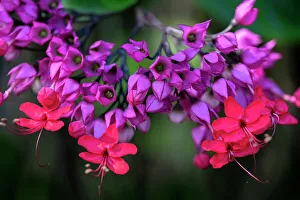 Flowering Prints: Bleeding glory-bower