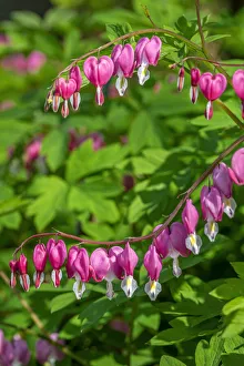 Bleeding Heart