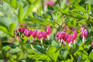 Sweet Prints: Bleeding Heart flower, Reading, Massachusetts, USA