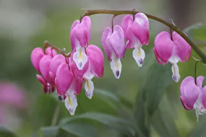 Dogwood Prints: Bleeding Heart spring wildflowers, Creasey Mahan Nature Preserve, Kentucky