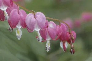 Images Dated 27th July 2020: Bleeding Heart spring wildflowers, Creasey Mahan Nature Preserve, Kentucky