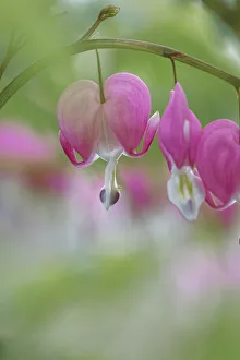 Images Dated 27th July 2020: Bleeding Heart spring wildflowers, Creasey Mahan Nature Preserve, Kentucky